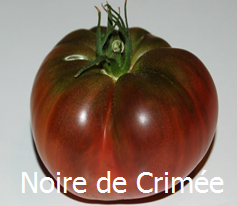 Tomate noire de crimee