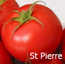 Tomate st pierre