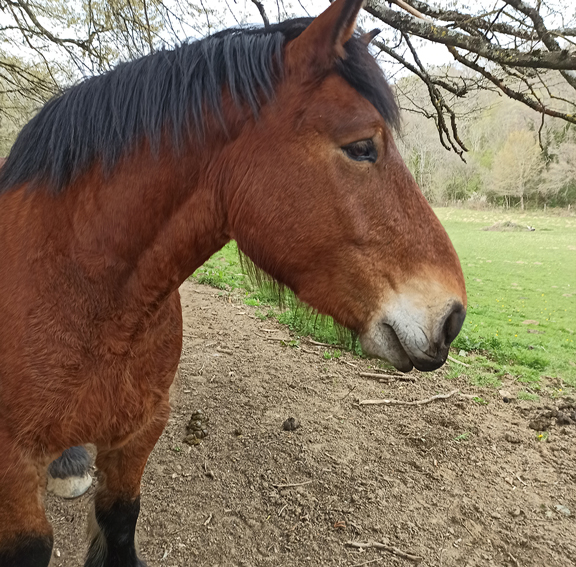 Volcan crinieres blanches et crins libres