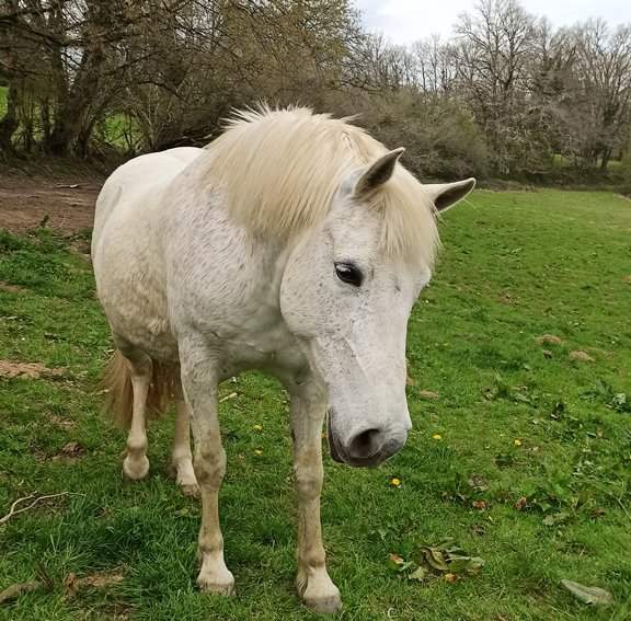 Tonaka crinieres blanches et crins libres