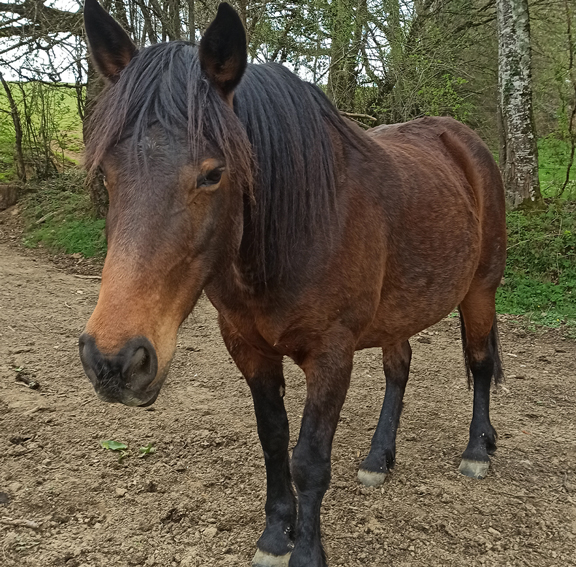 Thai crinieres blanches et crins libres
