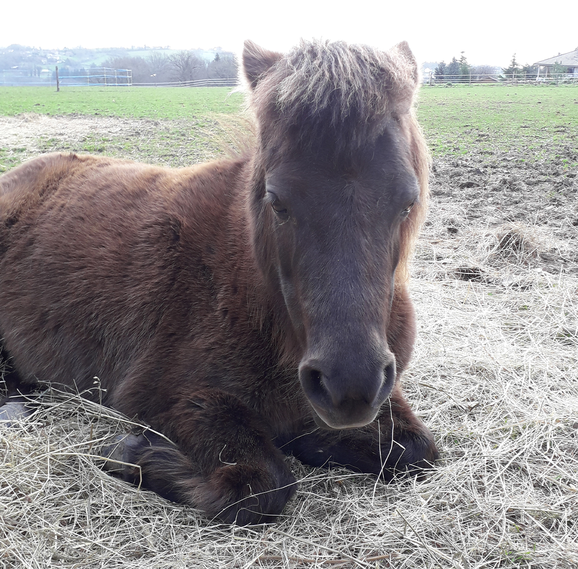 Sangria crinieres blanches et crins libres