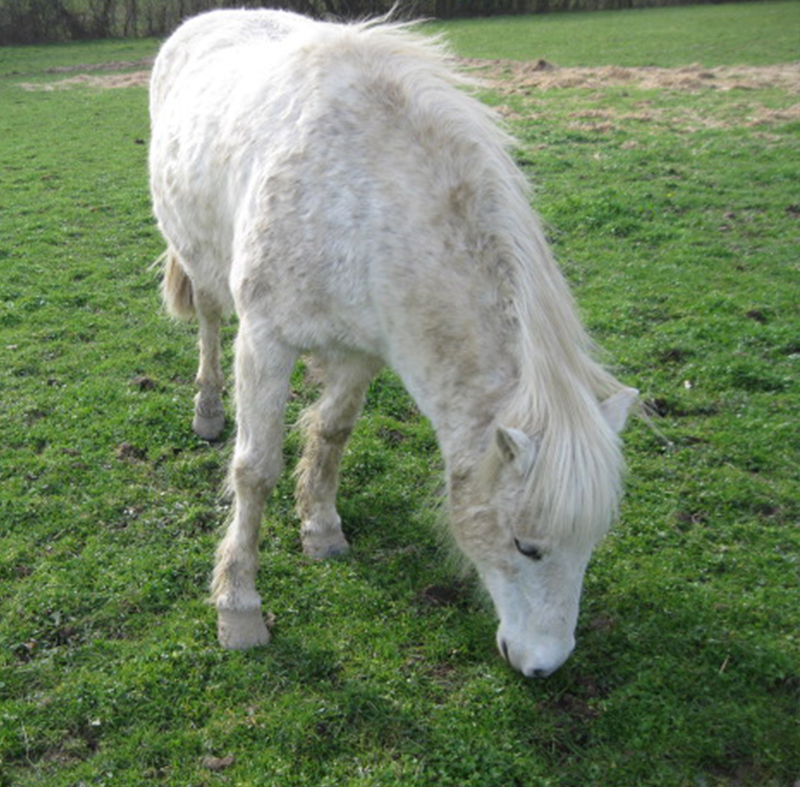 Roudoudou crinieres blanches et crins libres