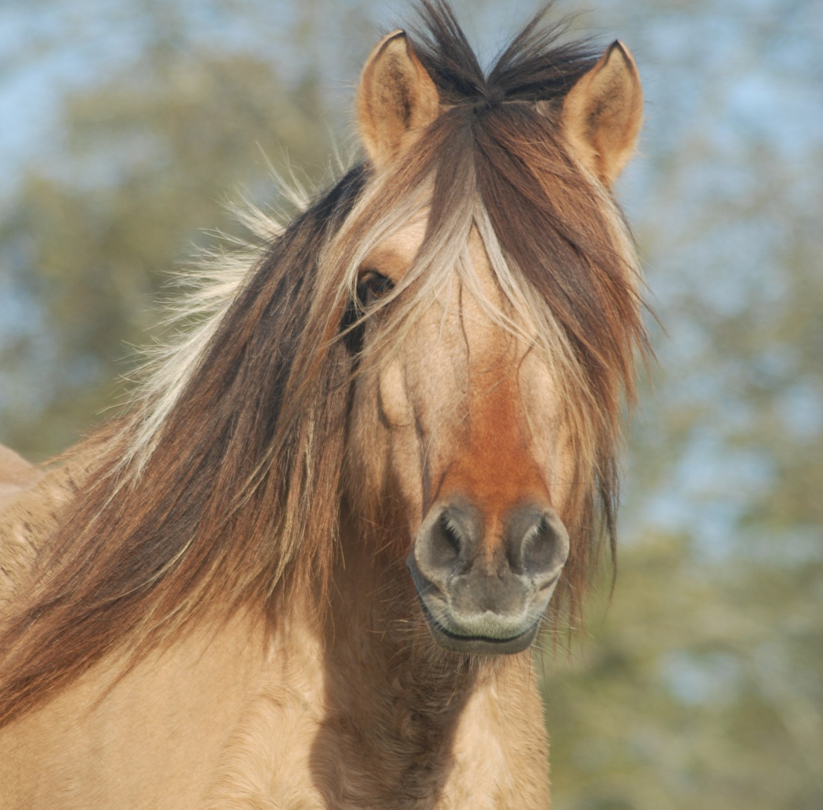 Kobalt crinieres blanches et crins libres