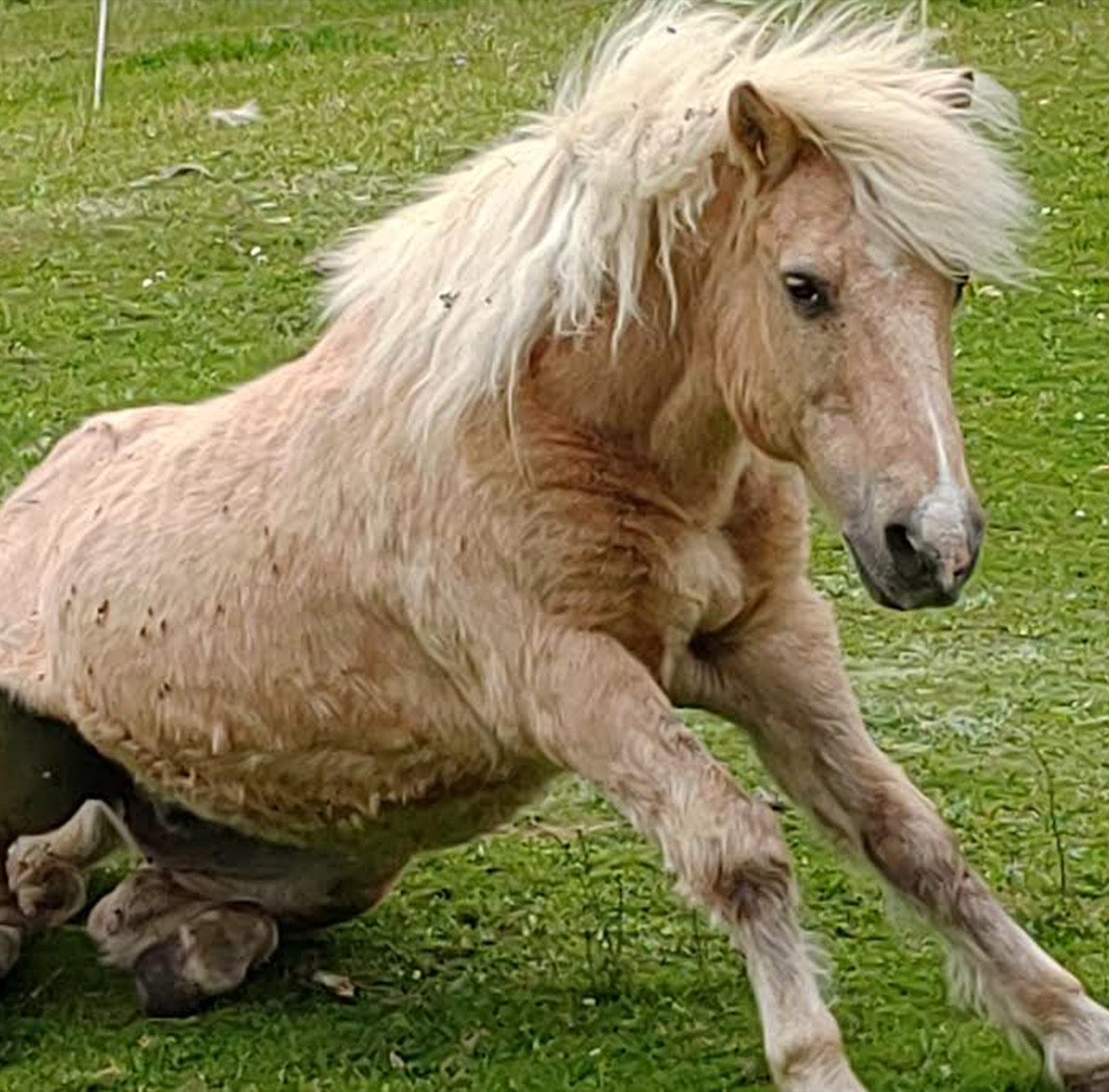 Kapuccinno crinieres blanches et crins libres
