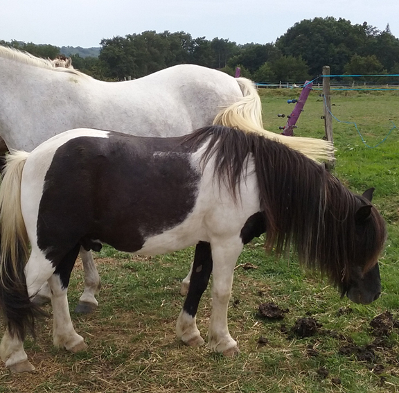 Joueur crinieres blanches et crins libres