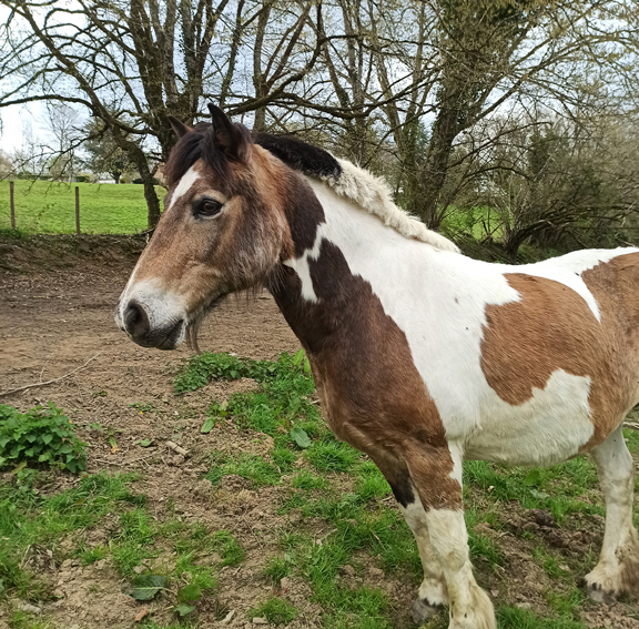 Indien crinieres blanches et crins libres