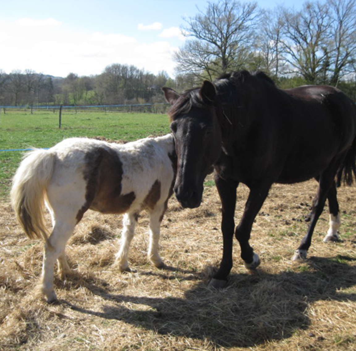 Imperatrice et minnie crinieres blanches et crins libres