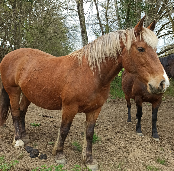Cappucine crinieres blanches et crins libres