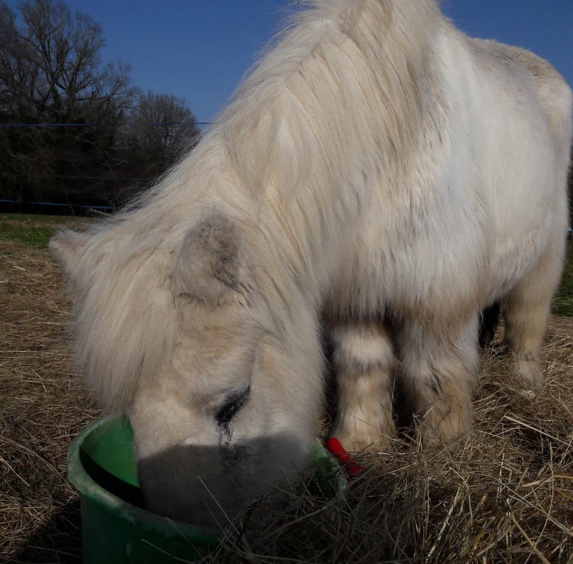 Tartine crinieres blanches et crins libres