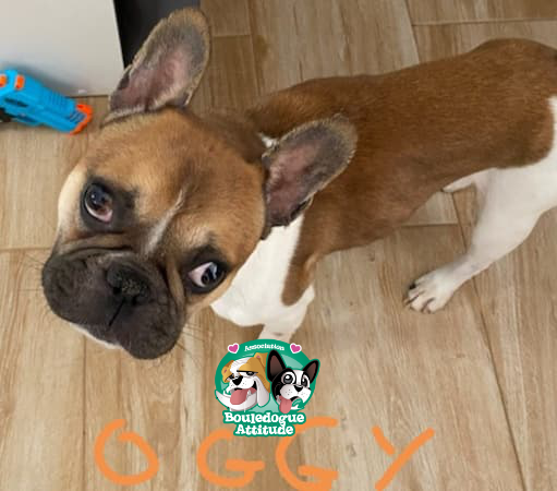 Oggy