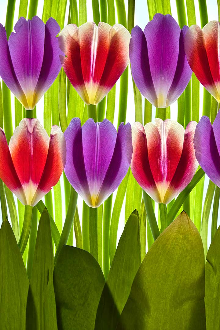 Tulipes