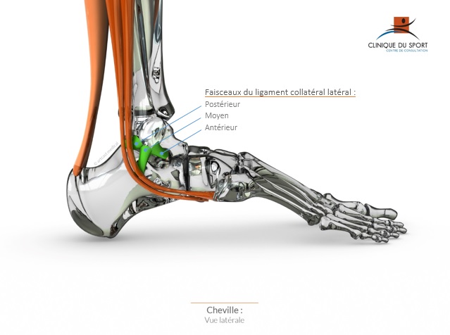Chirurgie du Sport Bordeaux M rignac Les ligaments