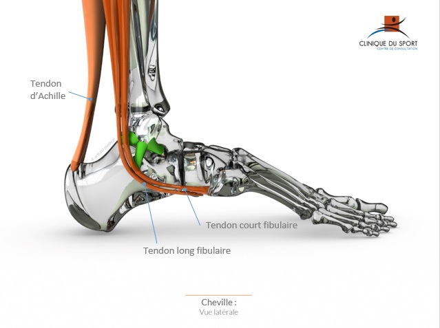 Chirurgie du Sport Bordeaux M rignac Les tendons