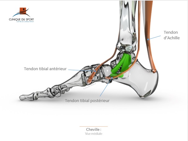 Chirurgie du Sport Bordeaux M rignac Les tendons