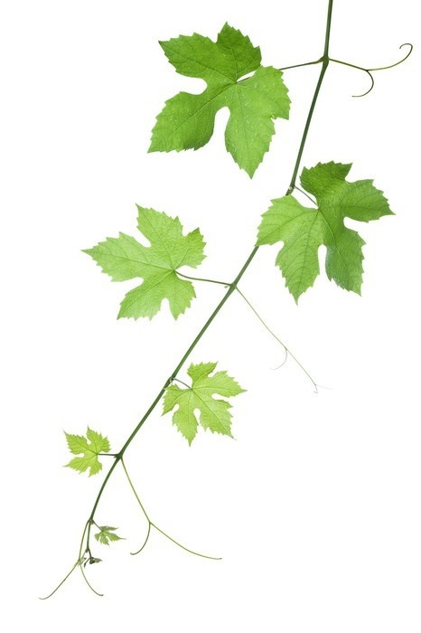-feuilles-de-vigne-jpg LI