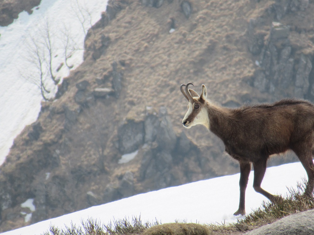 Chamois3