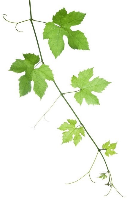 -feuilles-de-vigne-jpg LI