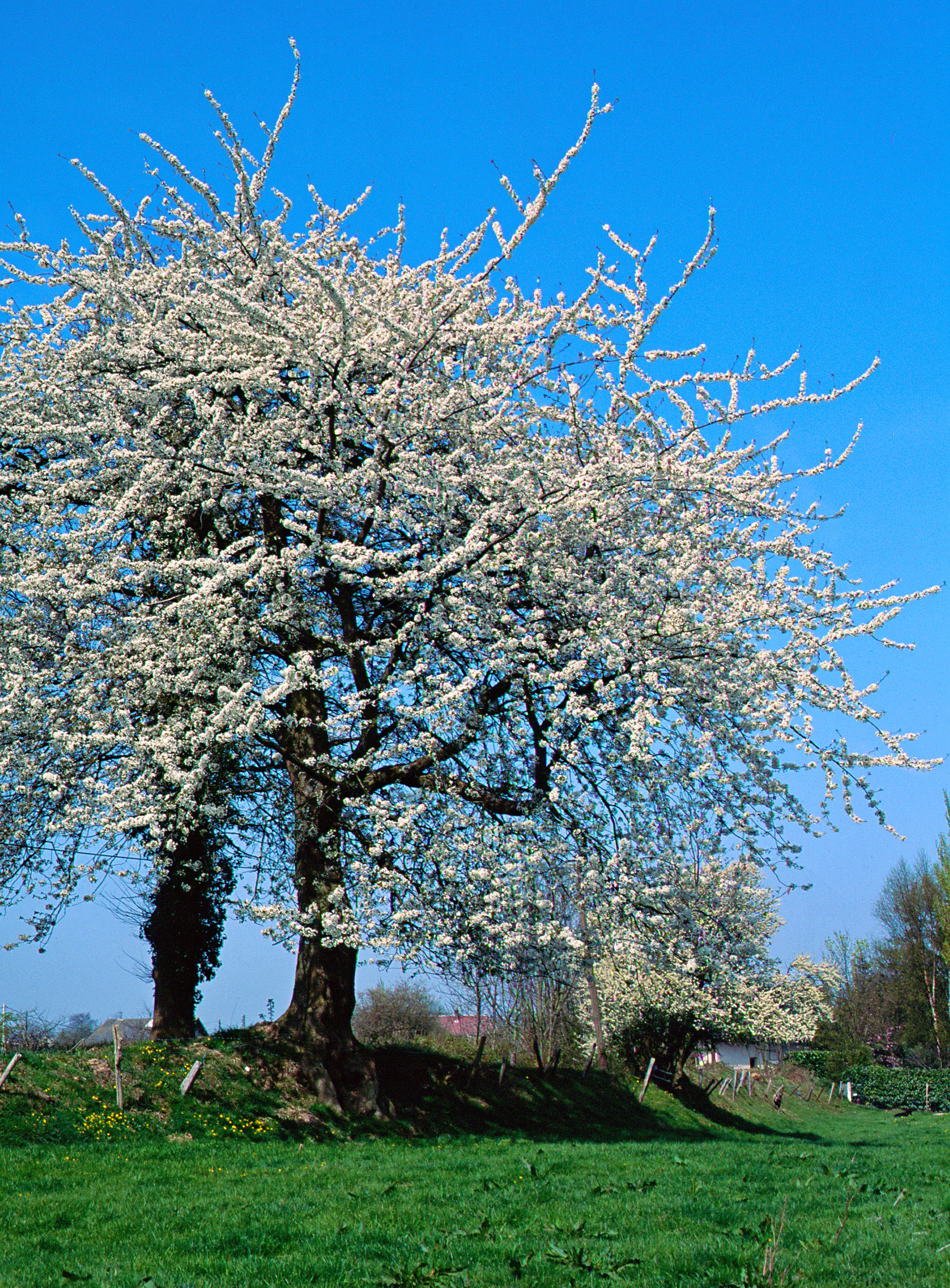 Merisier-aubepine-en-fleurs-web