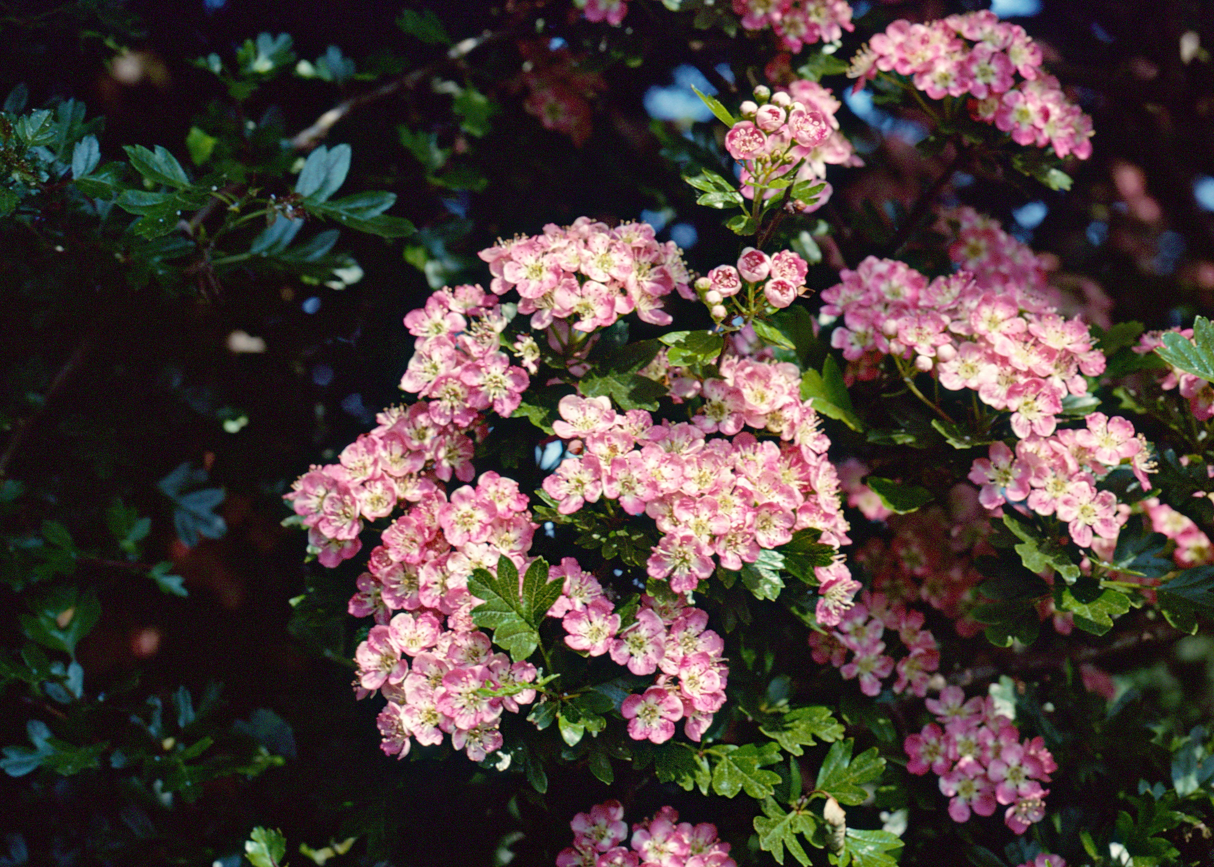 Aubepine-sauvage-rose-Detail-fleurs-web