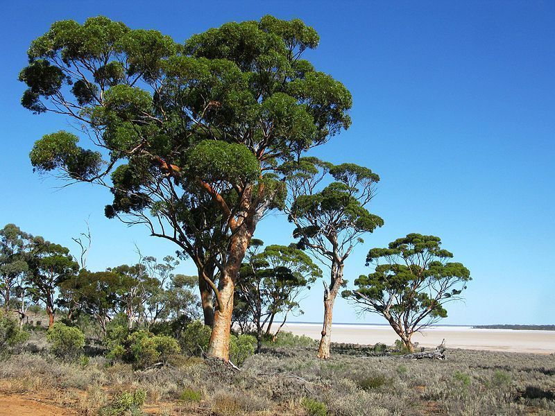 Bois-de-santal