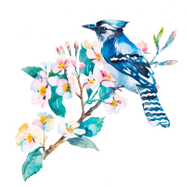 Depositphotos 98767104-stock-illustration-blue-jay-isolated-on-a