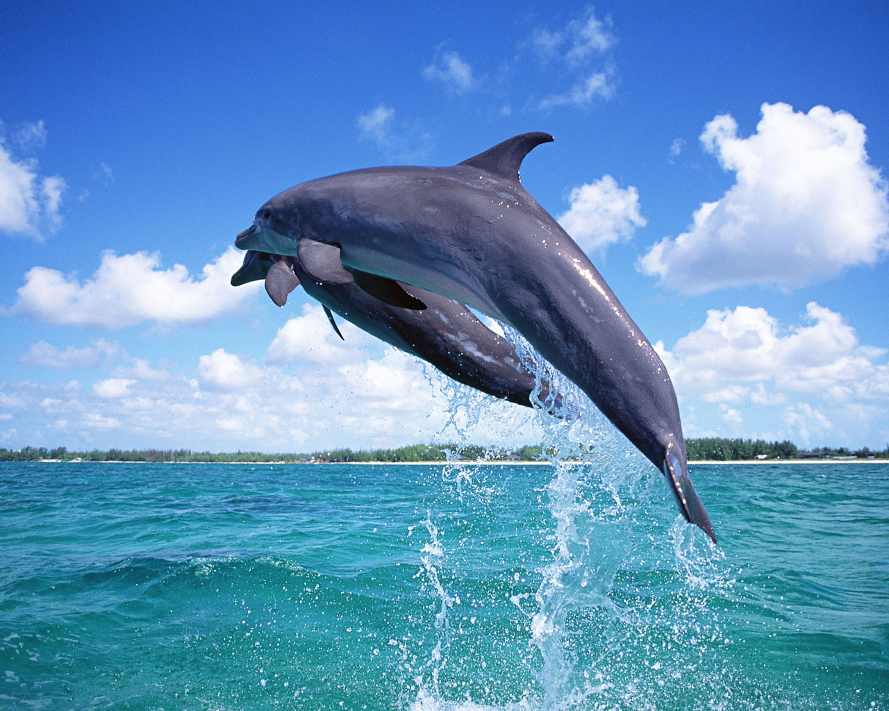 -Dolphins-dolphins-10346708-1280-1024