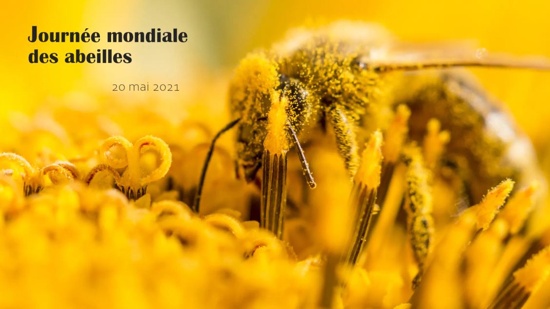 Journée mondiale des abeilles