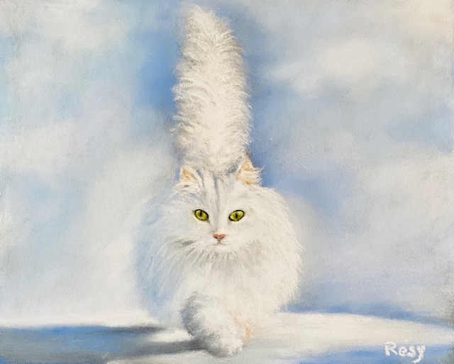 Chat blanc