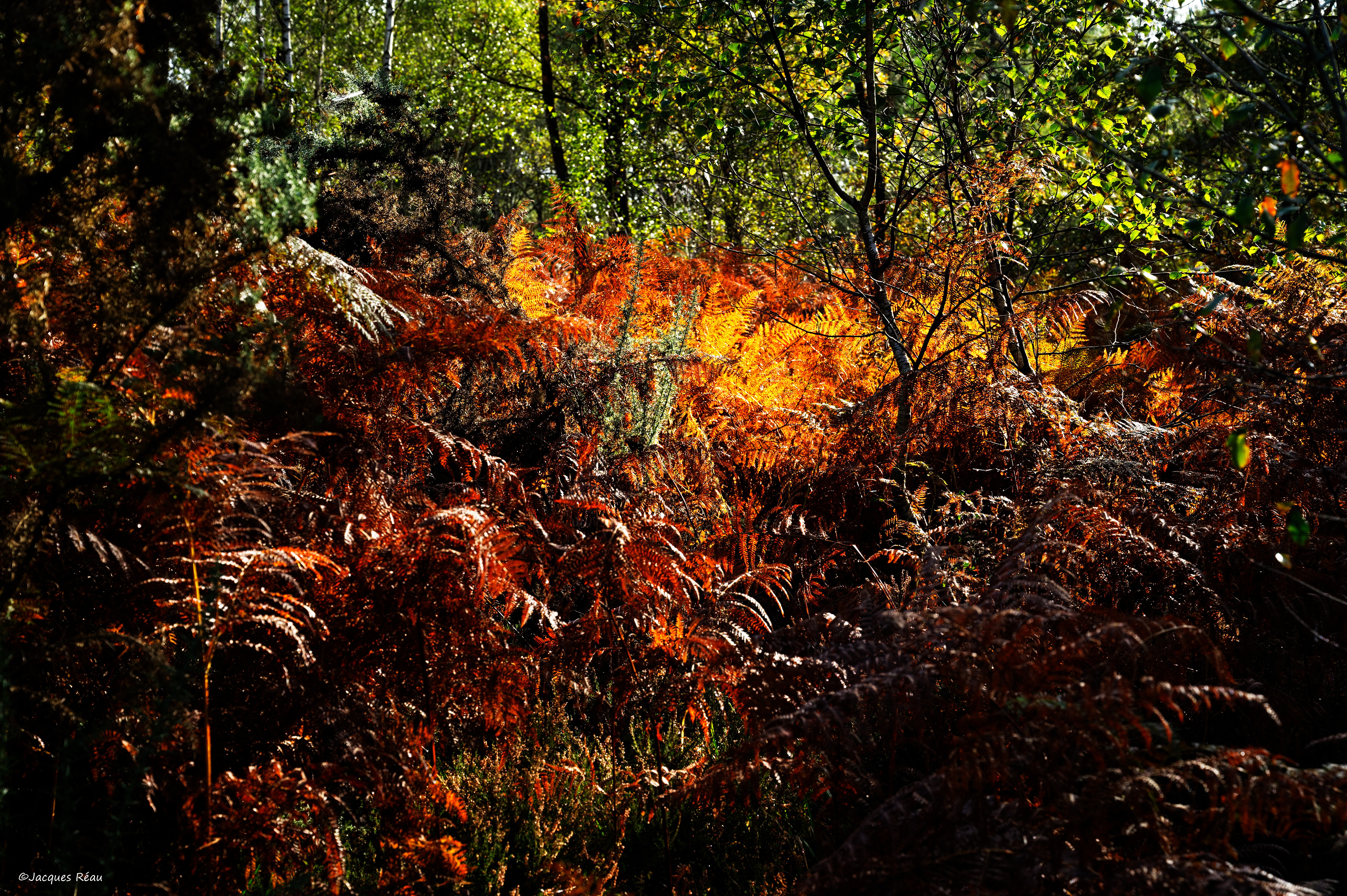 Jacques reau4