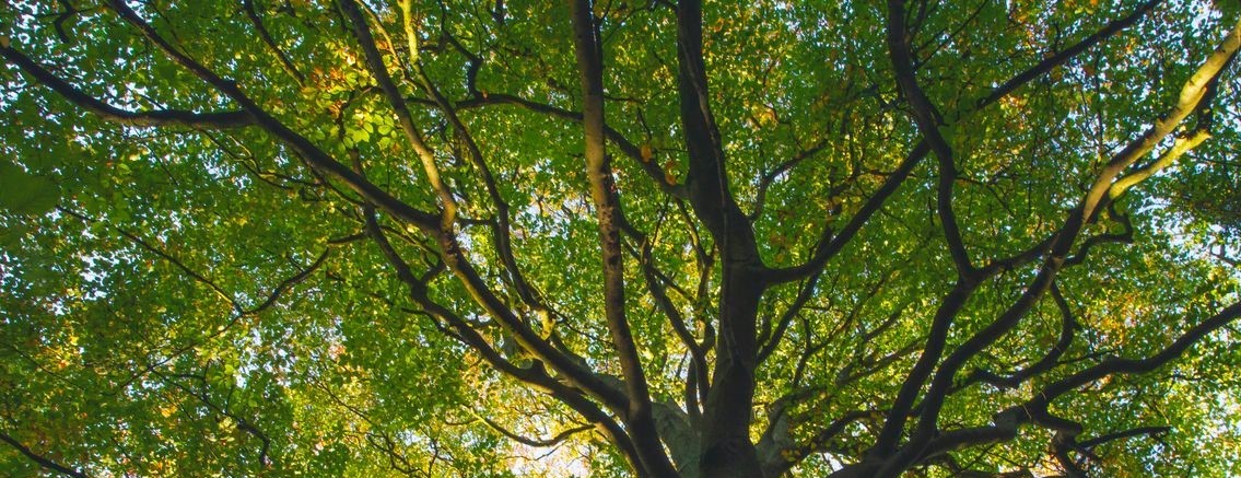 Les arbres remarquables