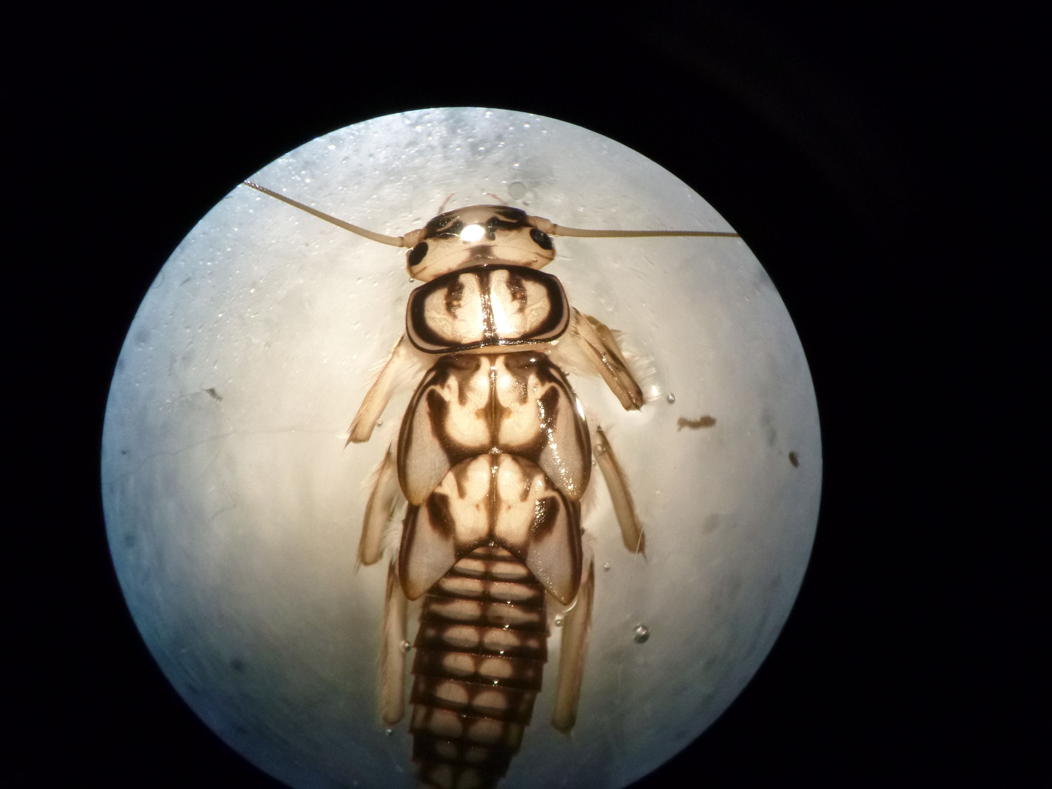 12706429834 16827a997b o