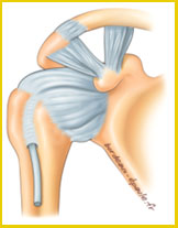Ligaments-0d7ff