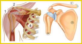Os-et-articulation-8e850