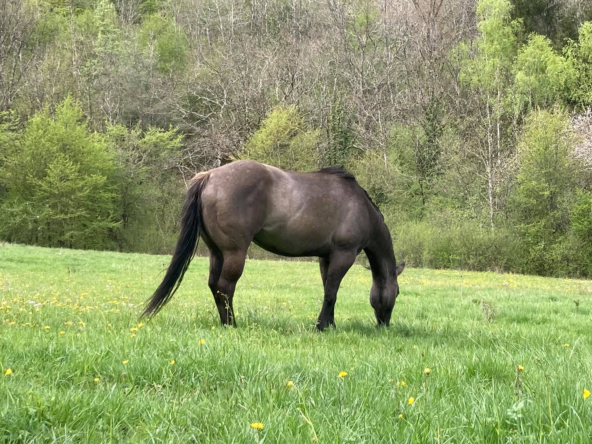 DIAMS JACK BRENNS / Quarter Horse / fondation / foundation / 93% NFQHA / grullo / QH / ranch horse / Franche-Comté / France / élevage Baldrock Ranch