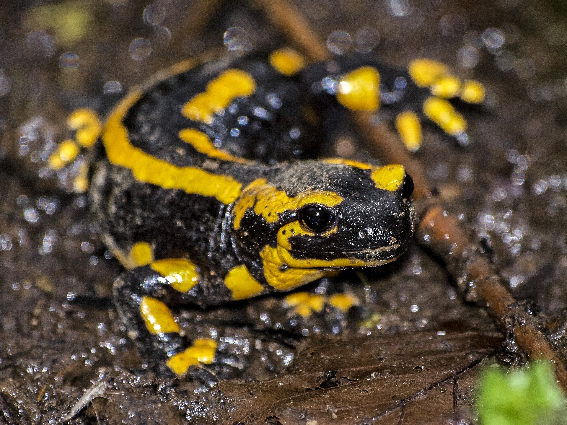 Salamander 2383017 1920