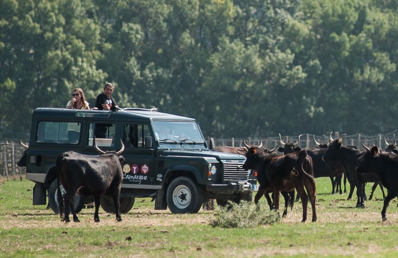 Safari