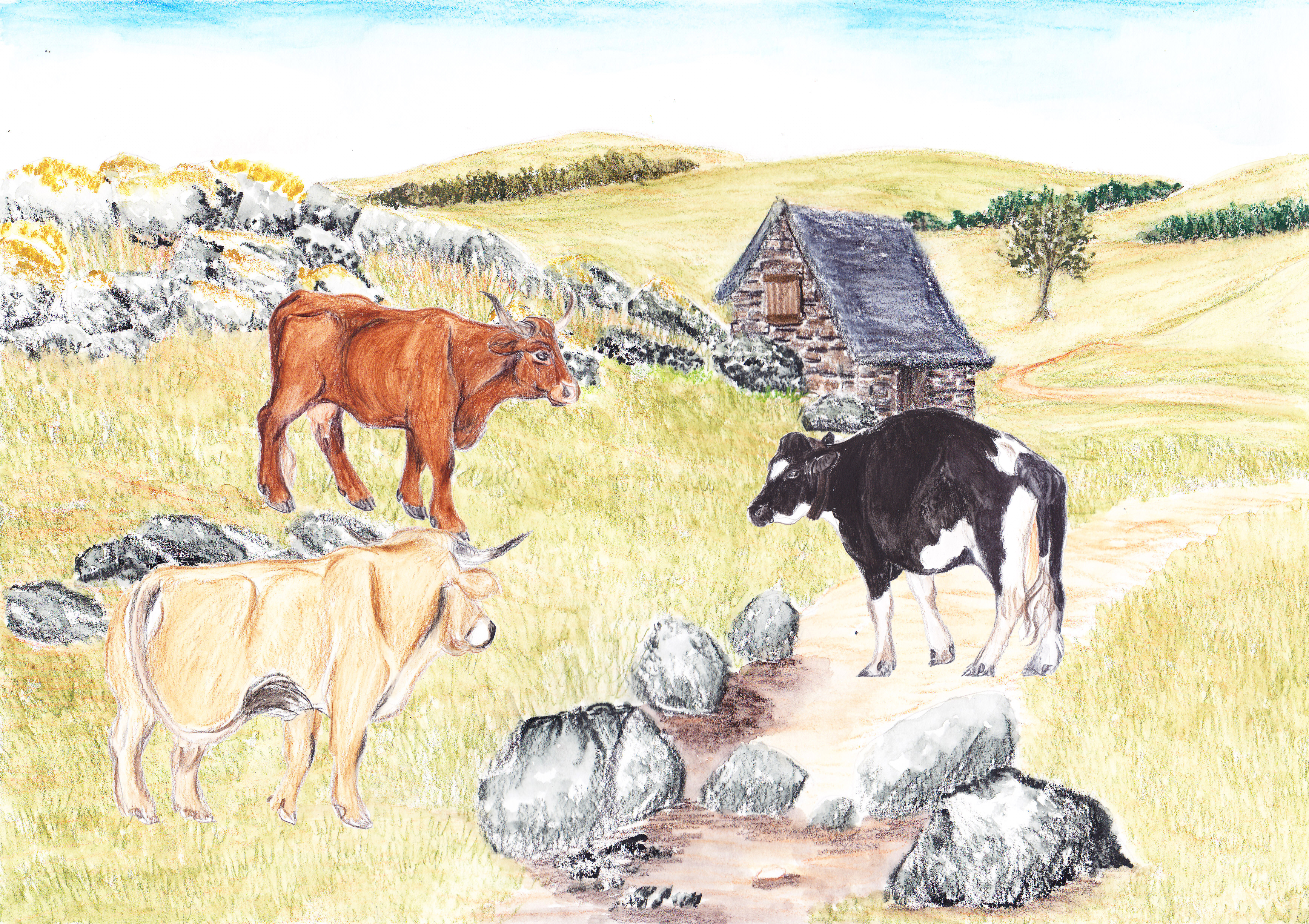 Jeux de vaches