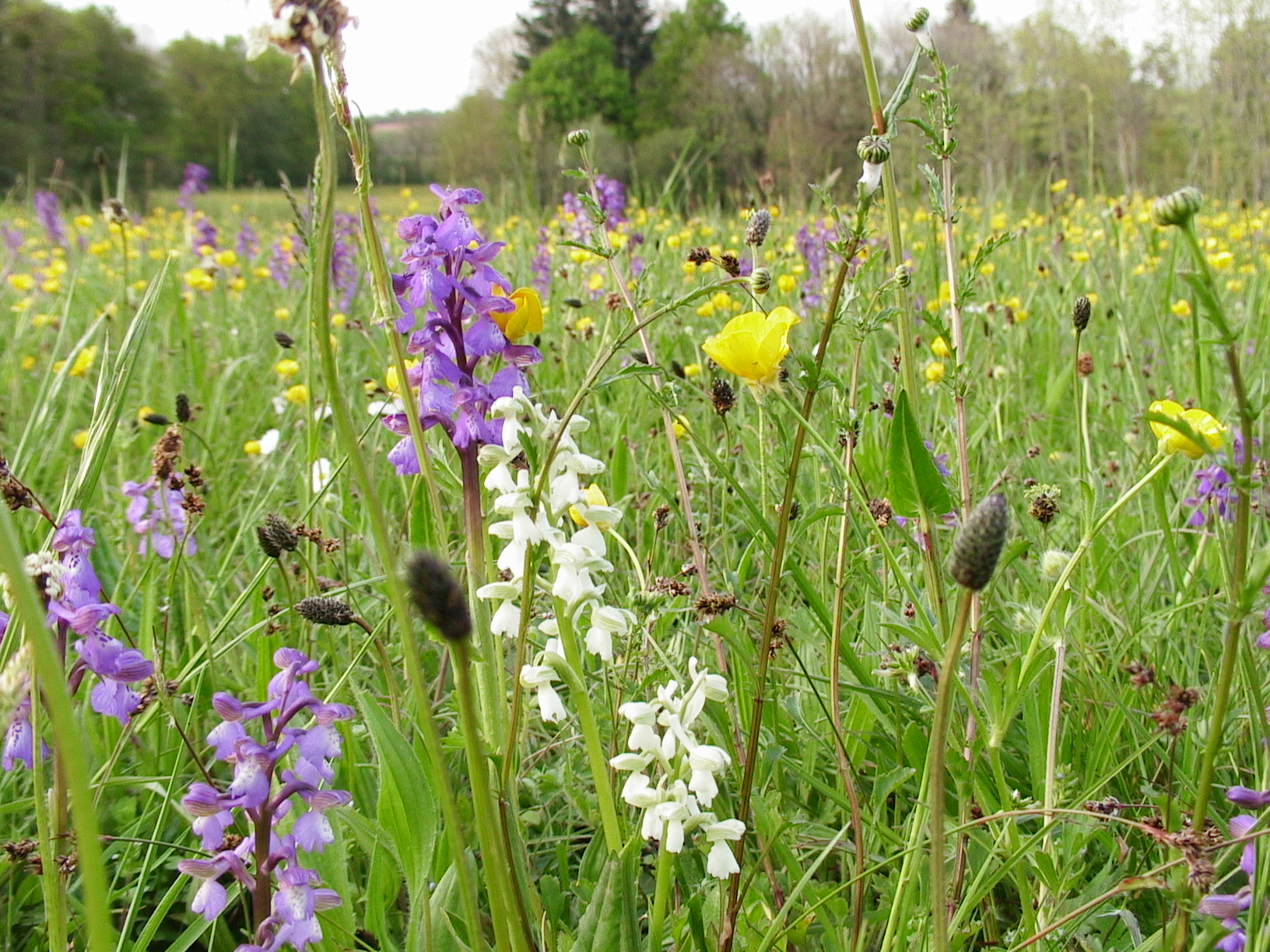 Orchidees