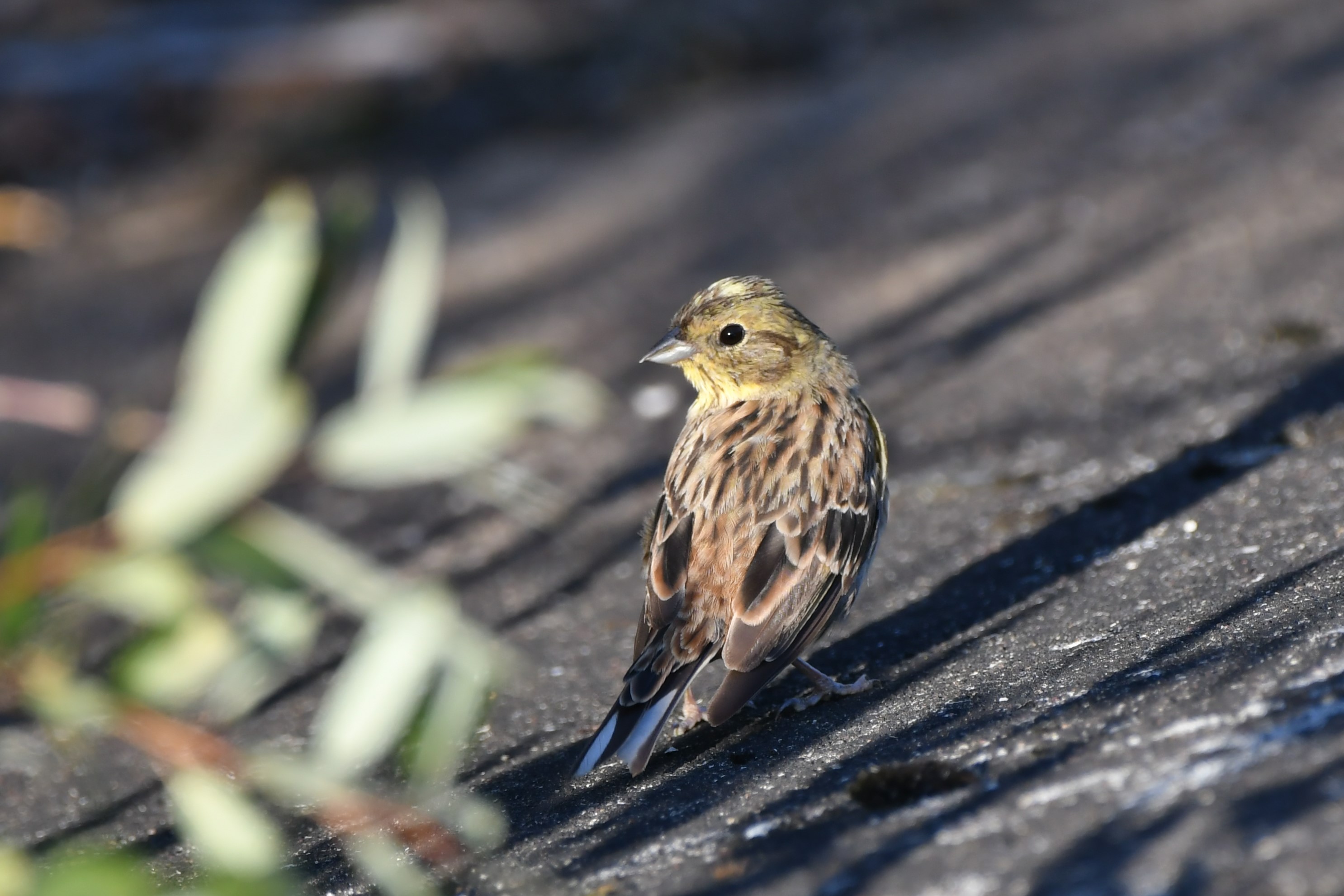 DSC 8218-bruant-jaune