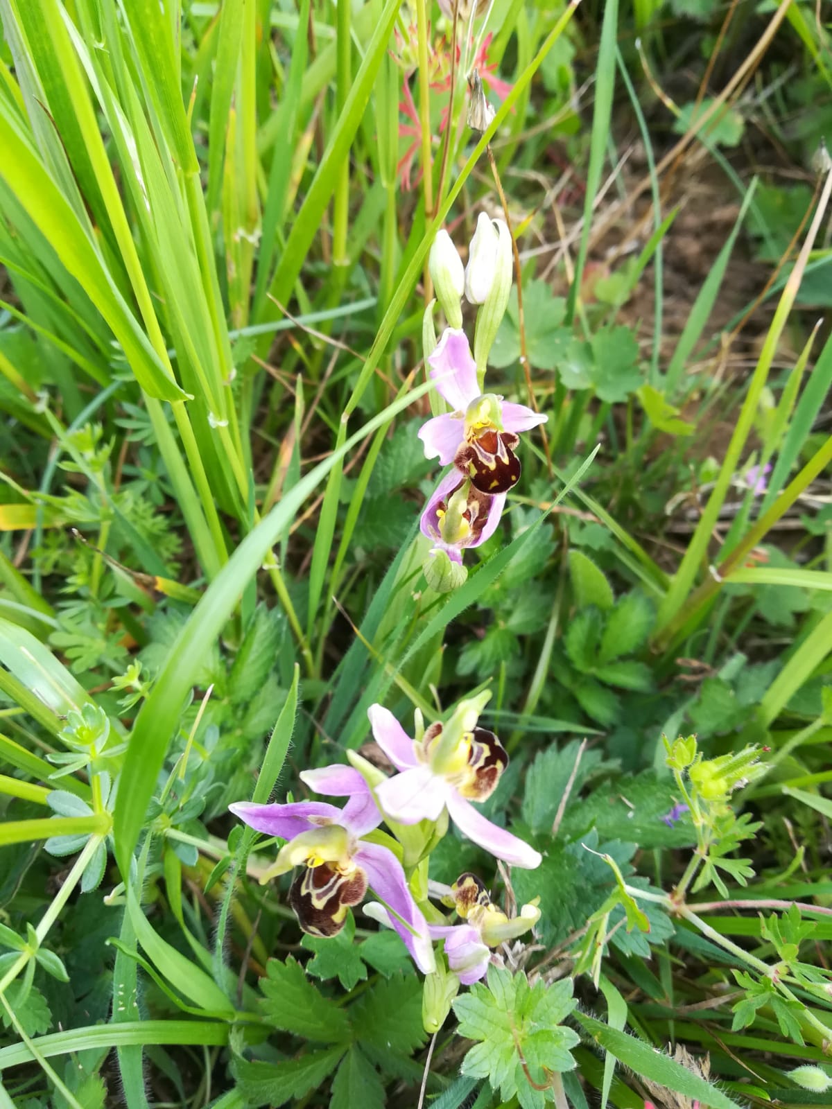 Ophrys abeille 2