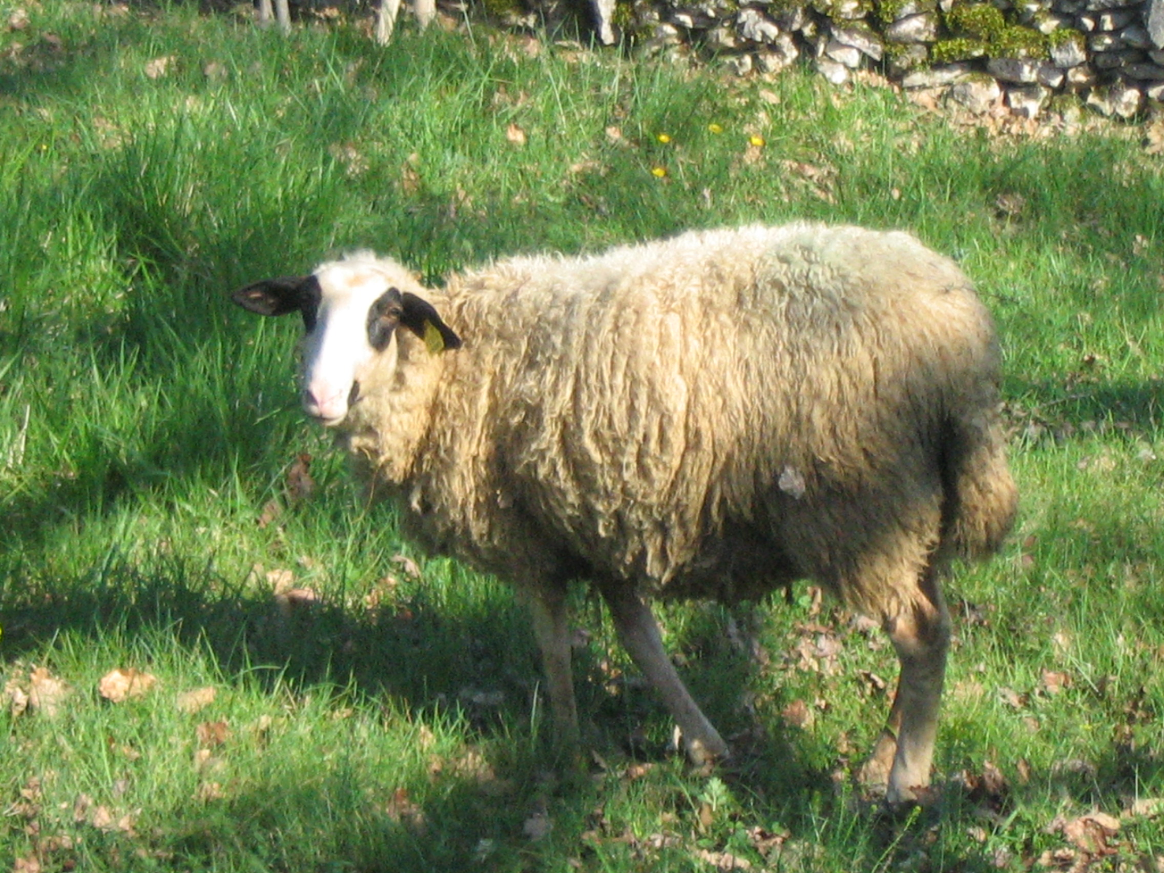 Paques 2007 006