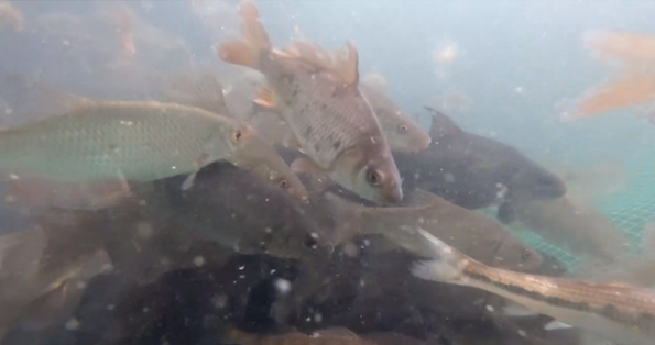 Poissons