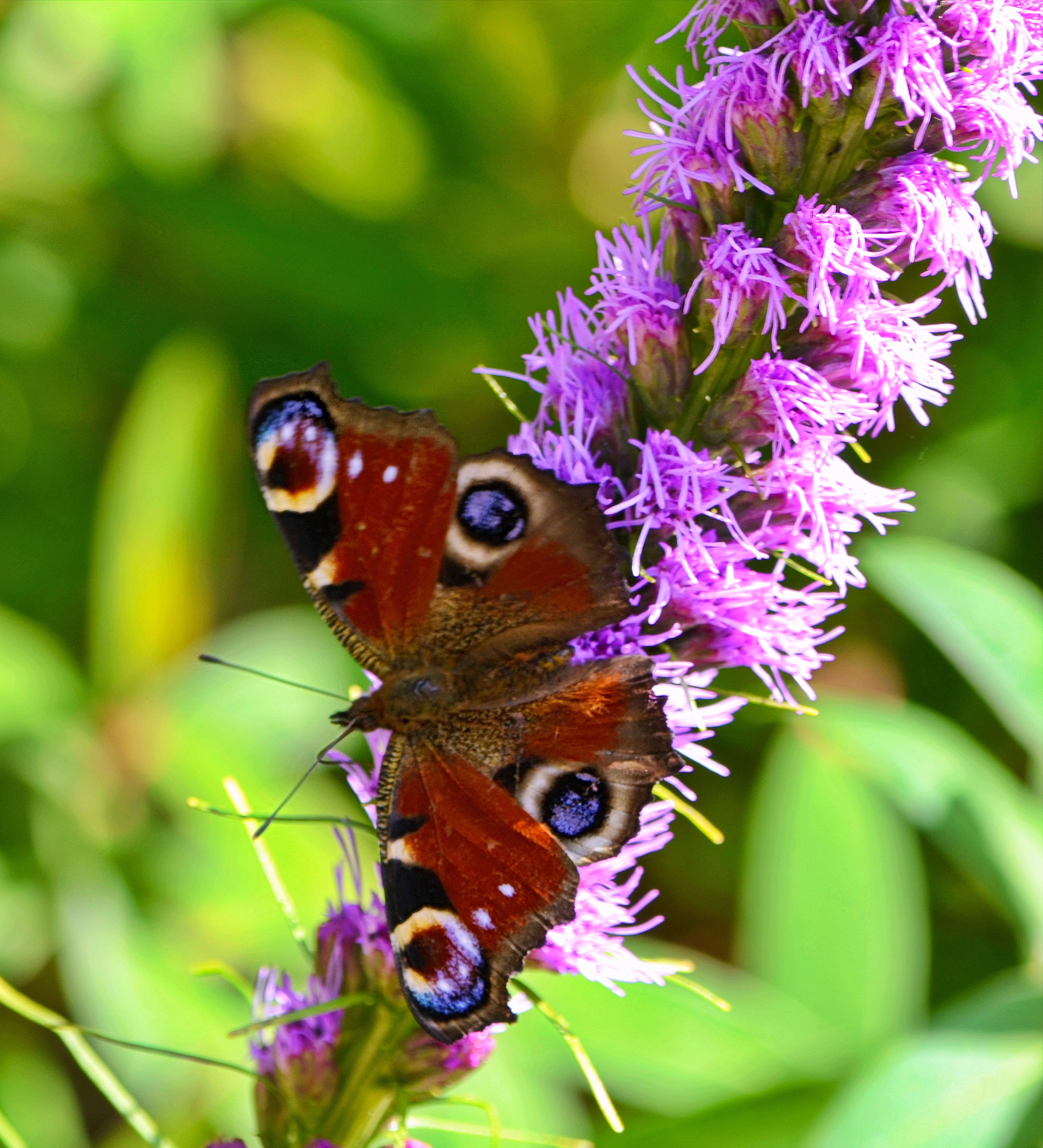 Papillon-web-01-Paon-de-jour