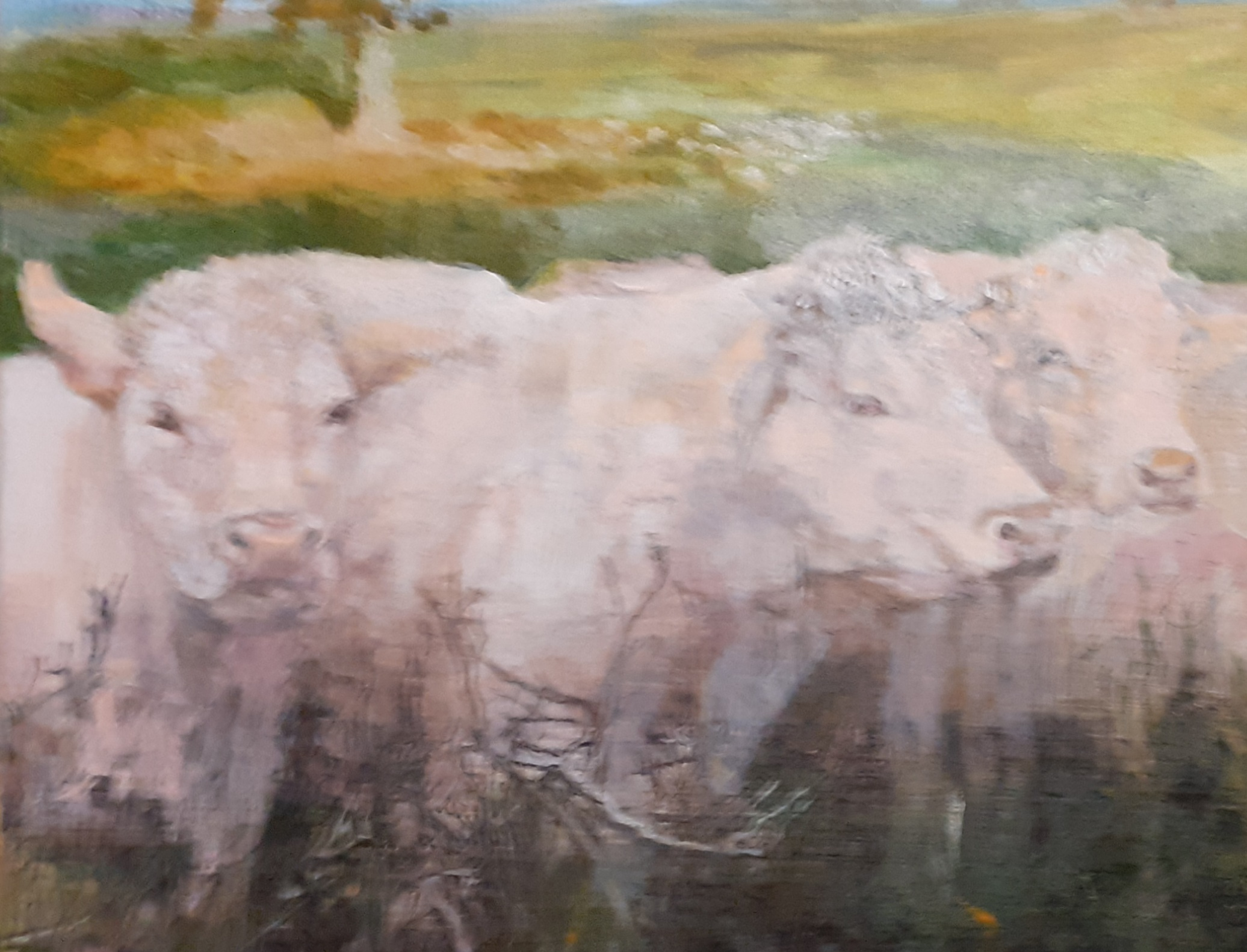 Vaches