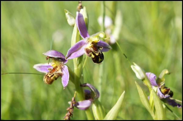 Ophrys abeille