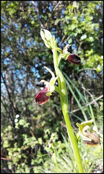 Ophrys araignee