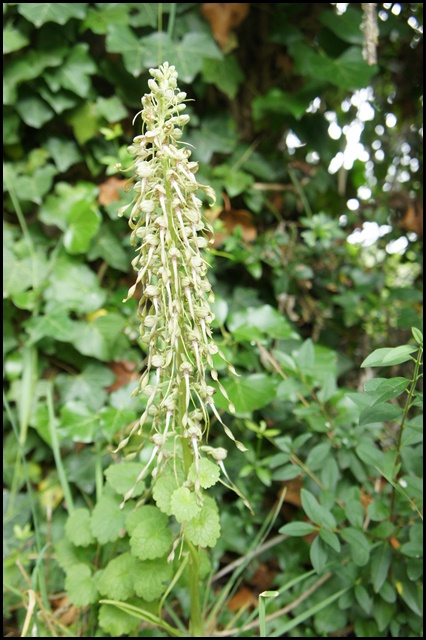 Orchis bouc