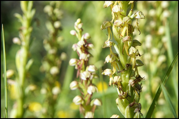 Orchis homme pendu