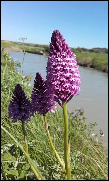 Orchys pyramidal